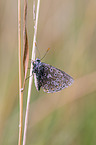 silver-studded blue