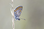 silver-studded blue