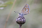 silver-studded blue