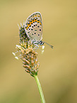 silver-studded blue on bloom