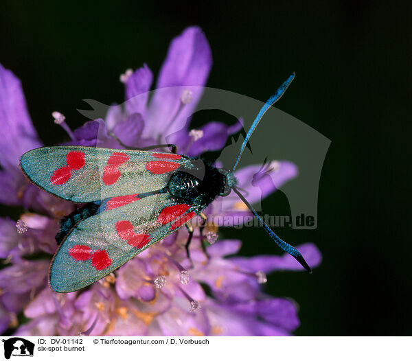 six-spot burnet / DV-01142