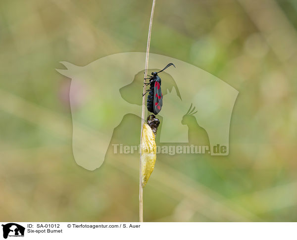 Sechsfleck-Widderchen / Six-spot Burnet / SA-01012