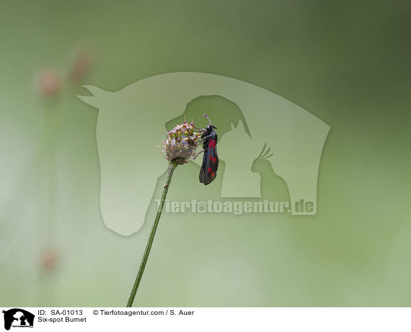 Sechsfleck-Widderchen / Six-spot Burnet / SA-01013