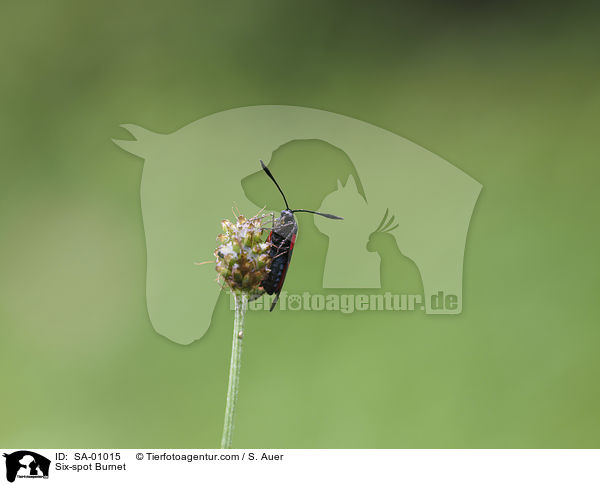 Sechsfleck-Widderchen / Six-spot Burnet / SA-01015