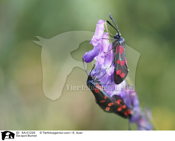 Six-spot Burnet / SA-01226