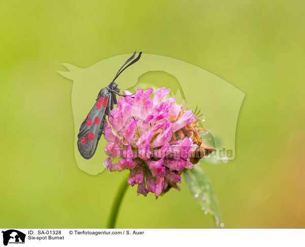 Sechsfleck-Widderchen / Six-spot Burnet / SA-01328