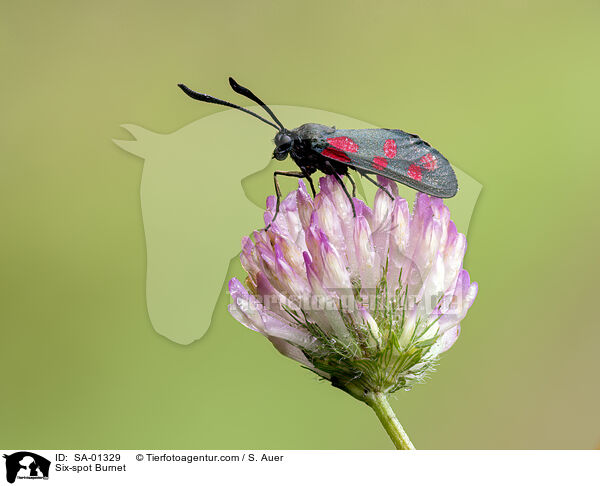 Six-spot Burnet / SA-01329