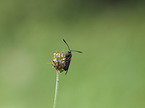 Six-spot Burnet