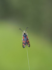 Six-spot Burnet