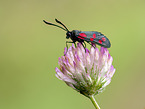 Six-spot Burnet