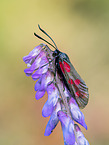 six-spot burnet