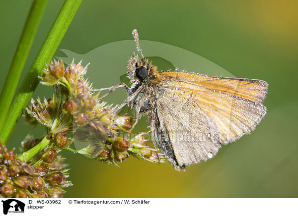 skipper / WS-03962