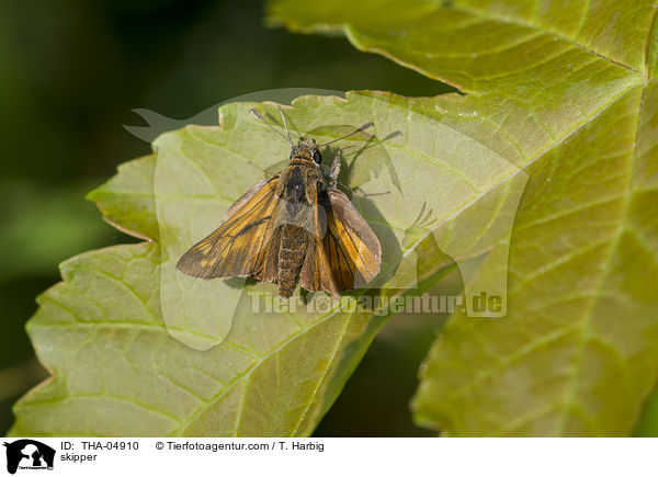 skipper / THA-04910