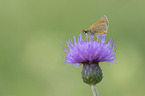 skipper