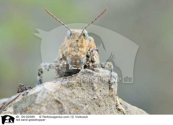 Blauflgelige Sandschrecke / red sand grasshopper / DV-02585