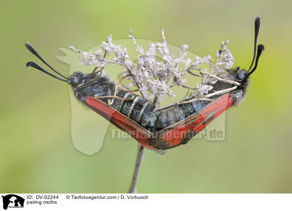 pairing moths / DV-02244
