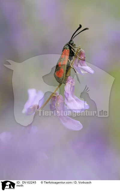 moth / DV-02245
