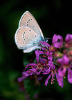 Small Blue