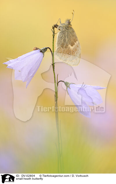 Kleines Wiesenvgelchen / small heath butterfly / DV-02804