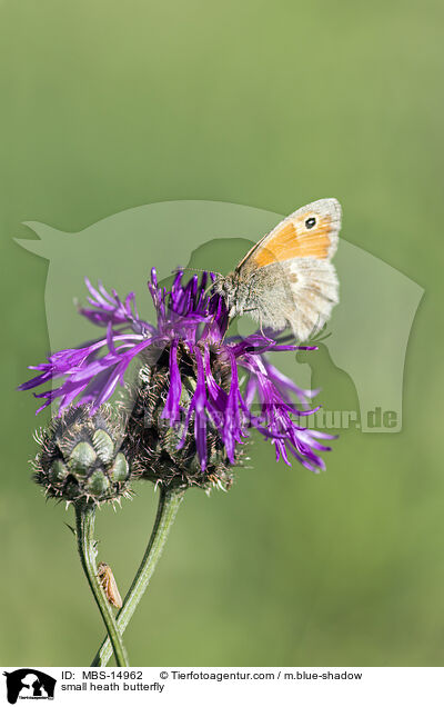 Kleines Wiesenvgelchen / small heath butterfly / MBS-14962
