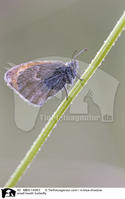 Kleines Wiesenvgelchen / small heath butterfly / MBS-14963
