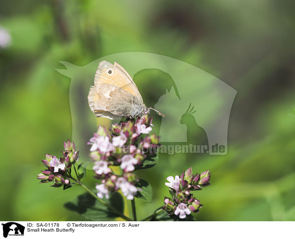 Small Heath Butterfly / SA-01178