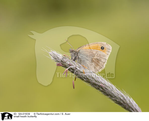 Kleines Wiesenvgelchen / small heath butterfly / SA-01639