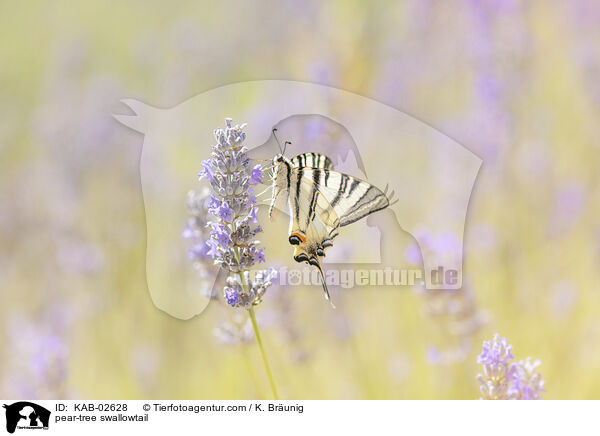 pear-tree swallowtail / KAB-02628