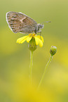small heath butterfly