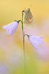 small heath butterfly