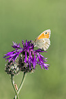 small heath butterfly