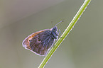 small heath butterfly
