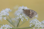Small Heath Butterfly