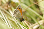 small heath butterfly