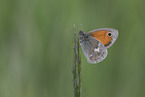 small heath