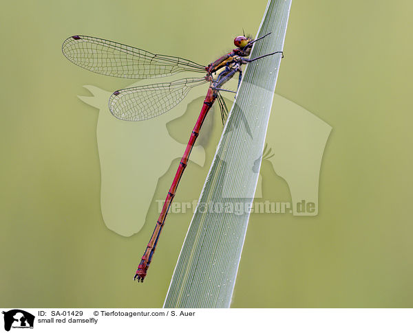 Spte Adonislibelle / small red damselfly / SA-01429