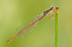 small red damselfly