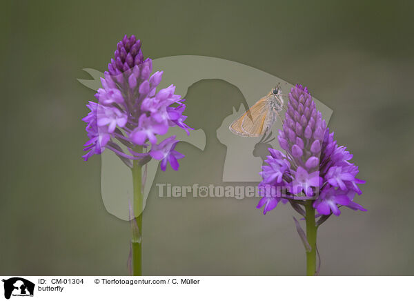 butterfly / CM-01304