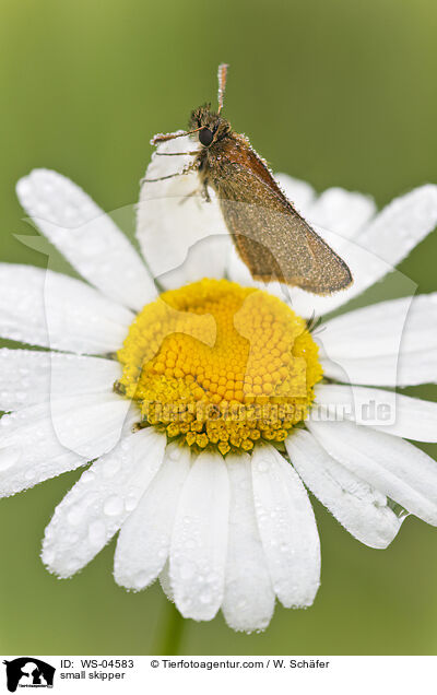 Braunkolbiger Braun-Dickkopffalter / small skipper / WS-04583