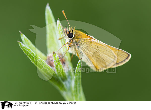 small skipper / WS-04584
