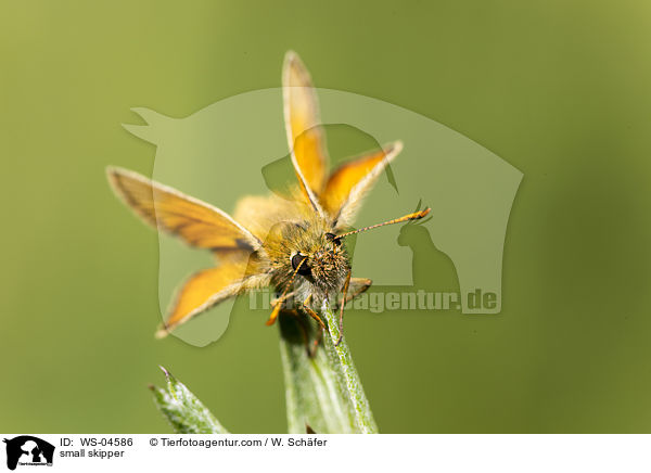 small skipper / WS-04586