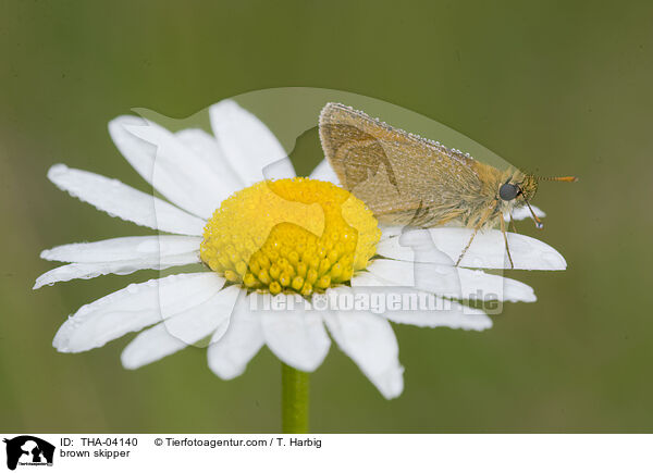 Braunkolbiger Braun-Dickkopffalter / brown skipper / THA-04140