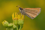 skipper