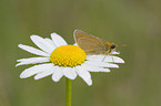 brown skipper