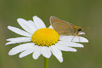 brown skipper