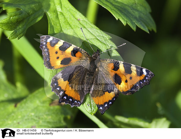 Kleiner Fuchs / small tortoiseshell butterfly / HB-01459