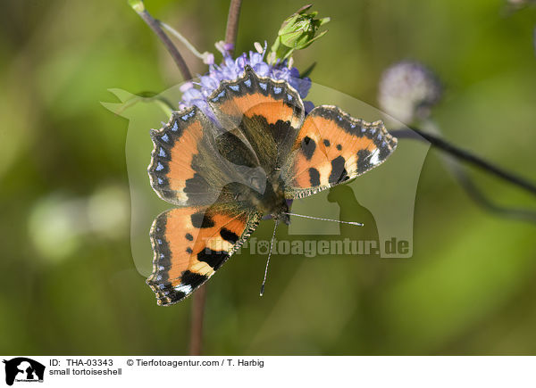 Kleiner Fuchs / small tortoiseshell / THA-03343