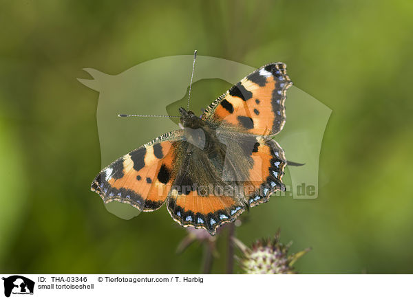 Kleiner Fuchs / small tortoiseshell / THA-03346