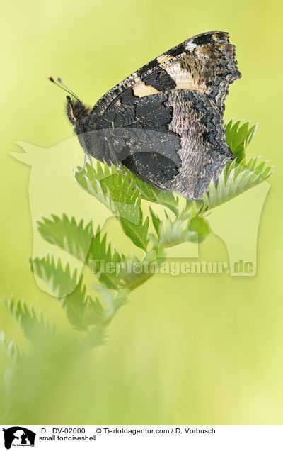 Kleiner Fuchs / small tortoiseshell / DV-02600
