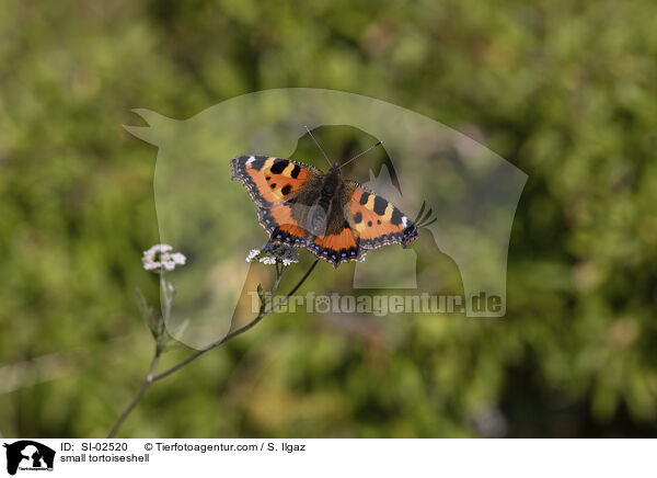 small tortoiseshell / SI-02520